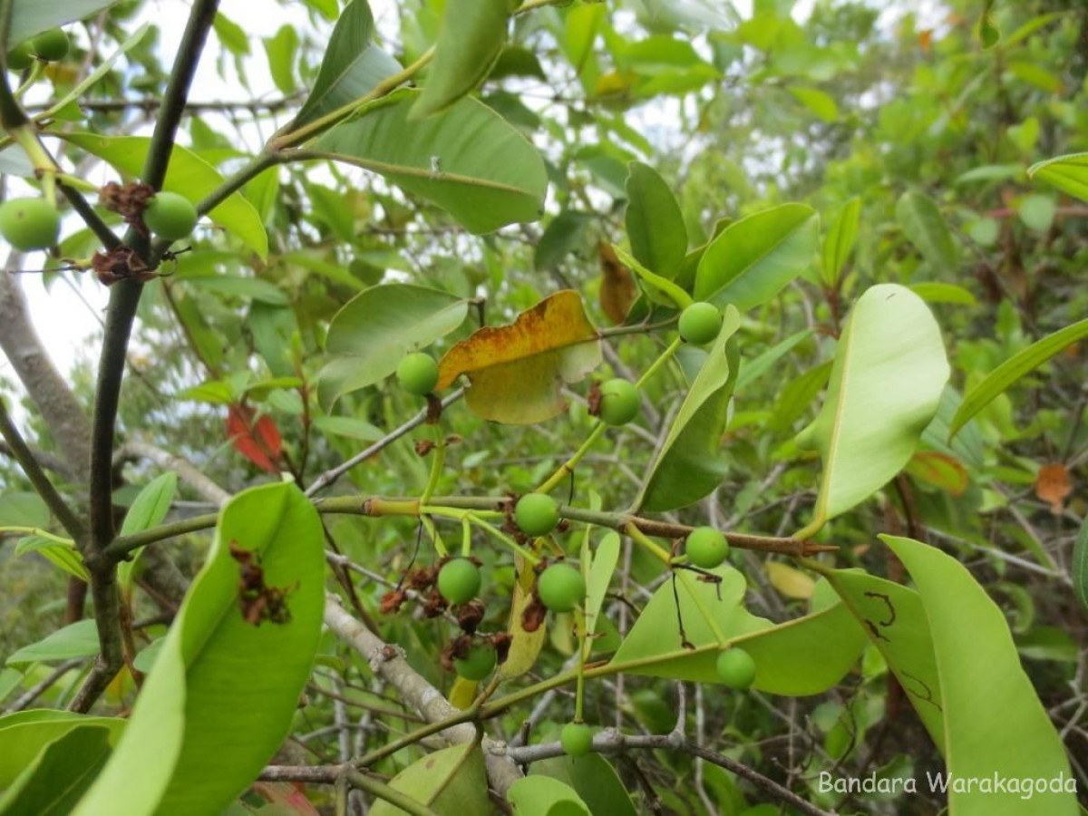 Calophyllum calaba L.